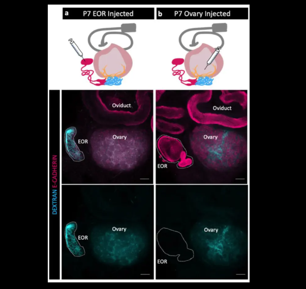 Rete ovari